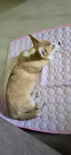 Pies typu shiba śpiący na macie chłodzącej Frimouf