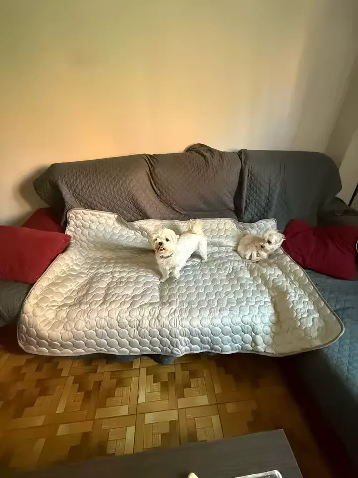 Dwa białe pieski na macie chłodzącej Frimouf