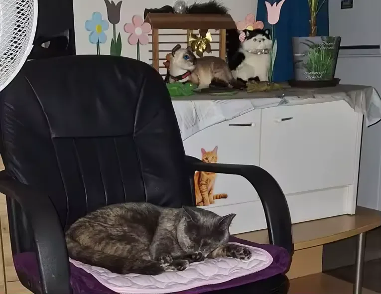 Szary kot śpiący na macie chłodzącej Frimouf na fotelu
